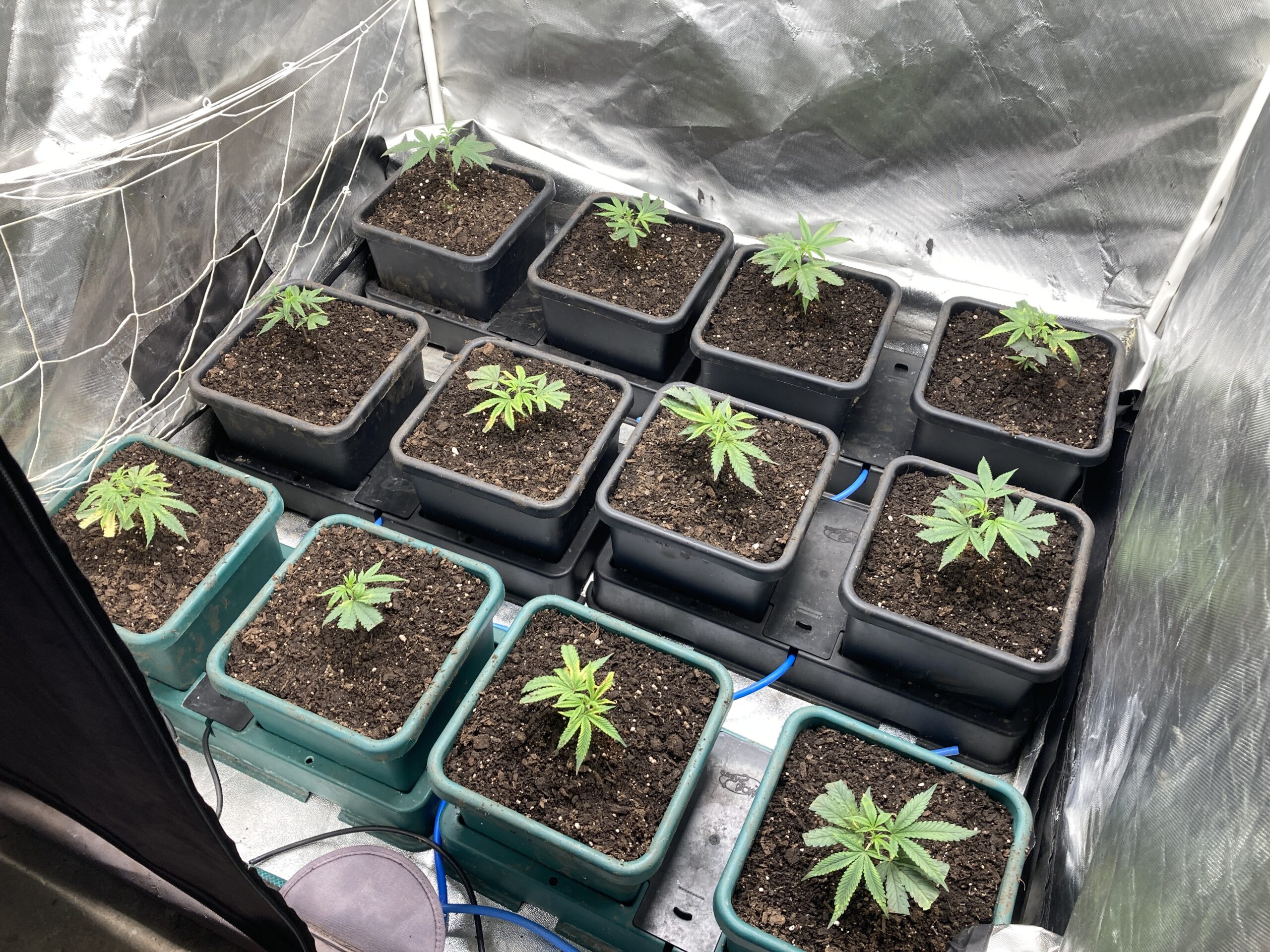 Blue Sunset Sherbet week 1 replant