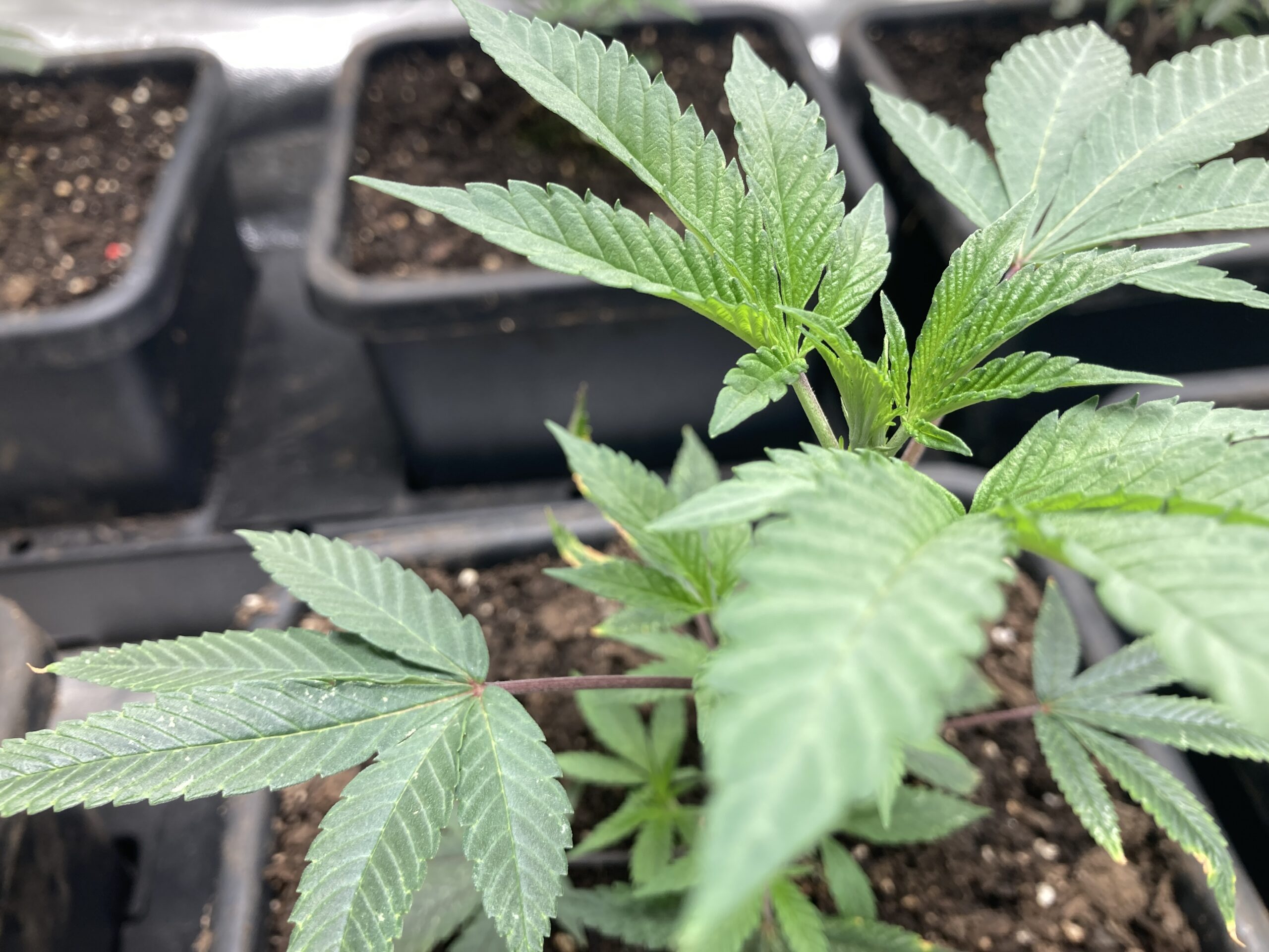 Blue Sunset Sherbet week 2 veg