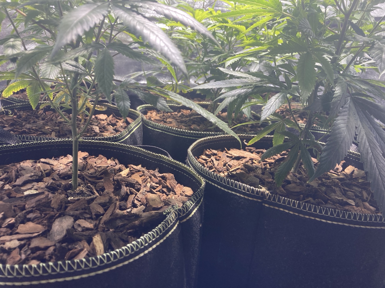 Before defoliation