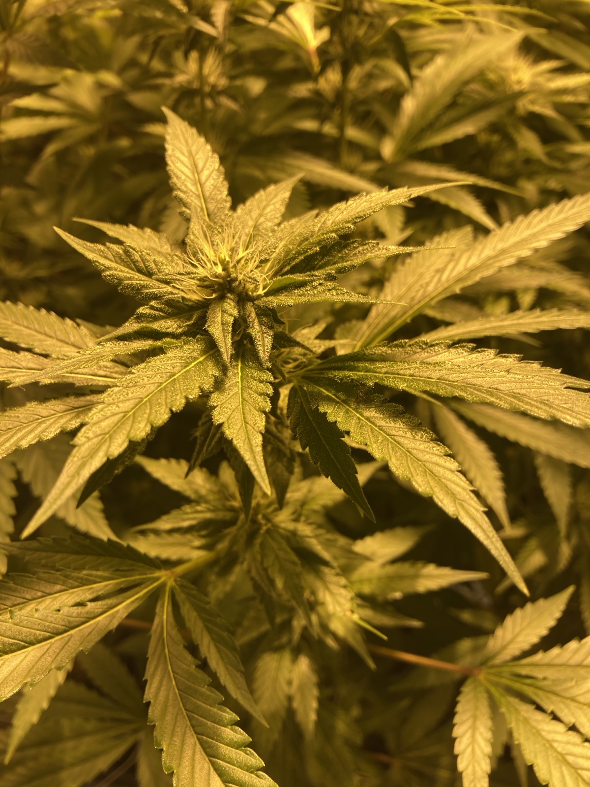 Black Widow Week 5 trichomes