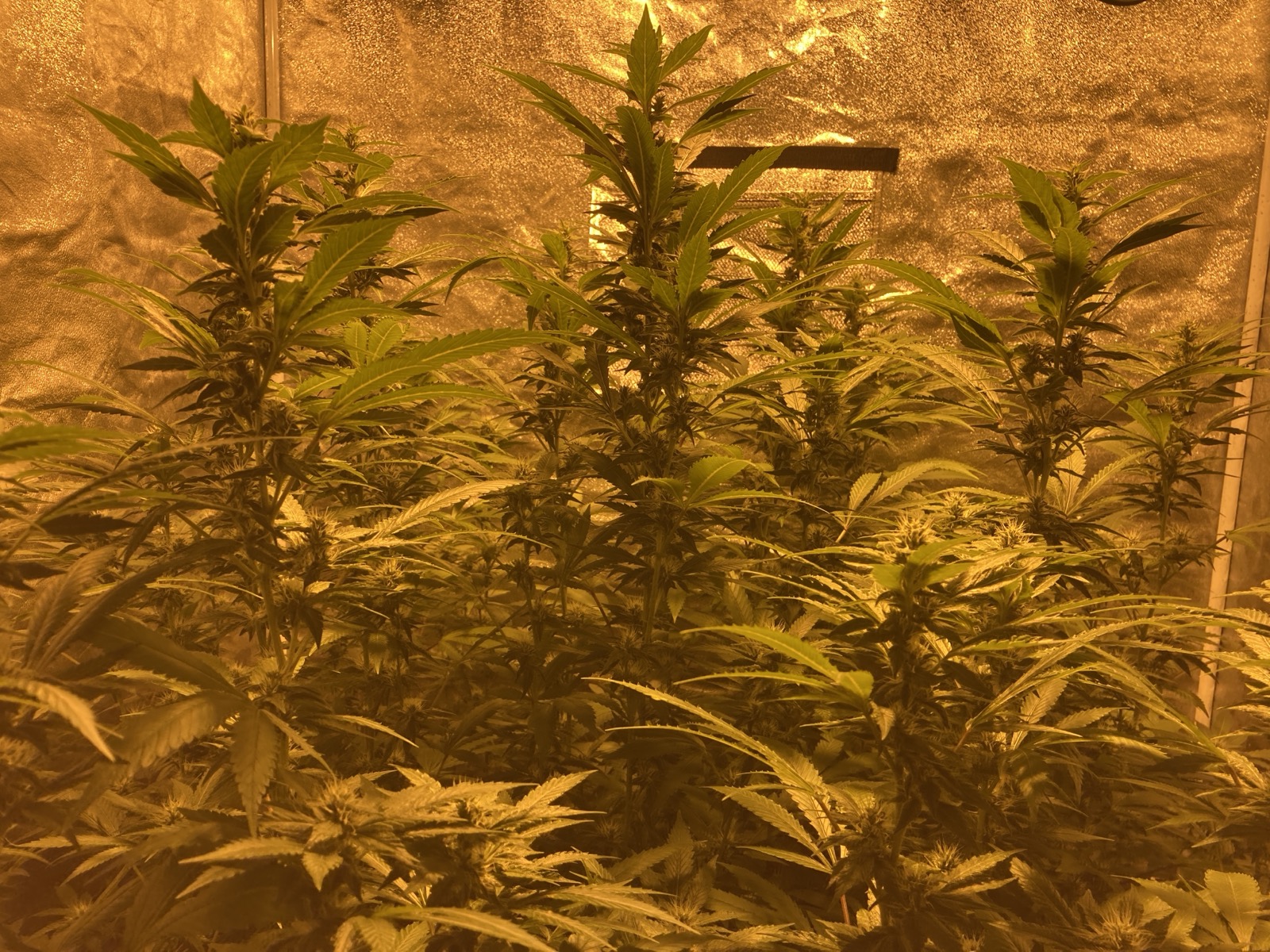 Black Widow Week 5 frosty buds