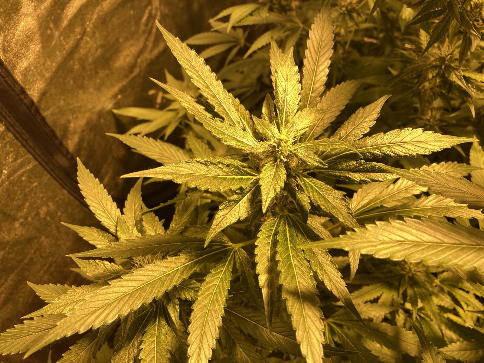 Black Widow Week 5 canopy